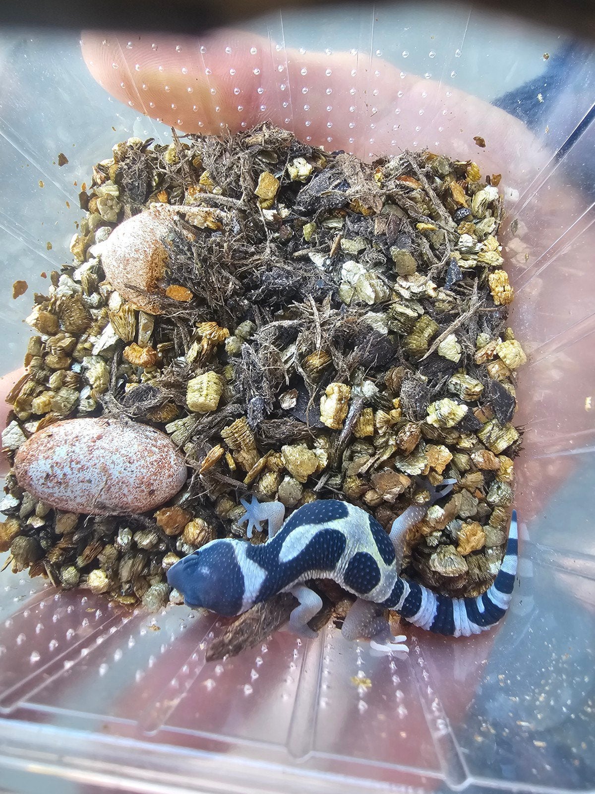 luipaardgecko luipaardgekko, Dieren en Toebehoren, Vrouwelijk, Tam