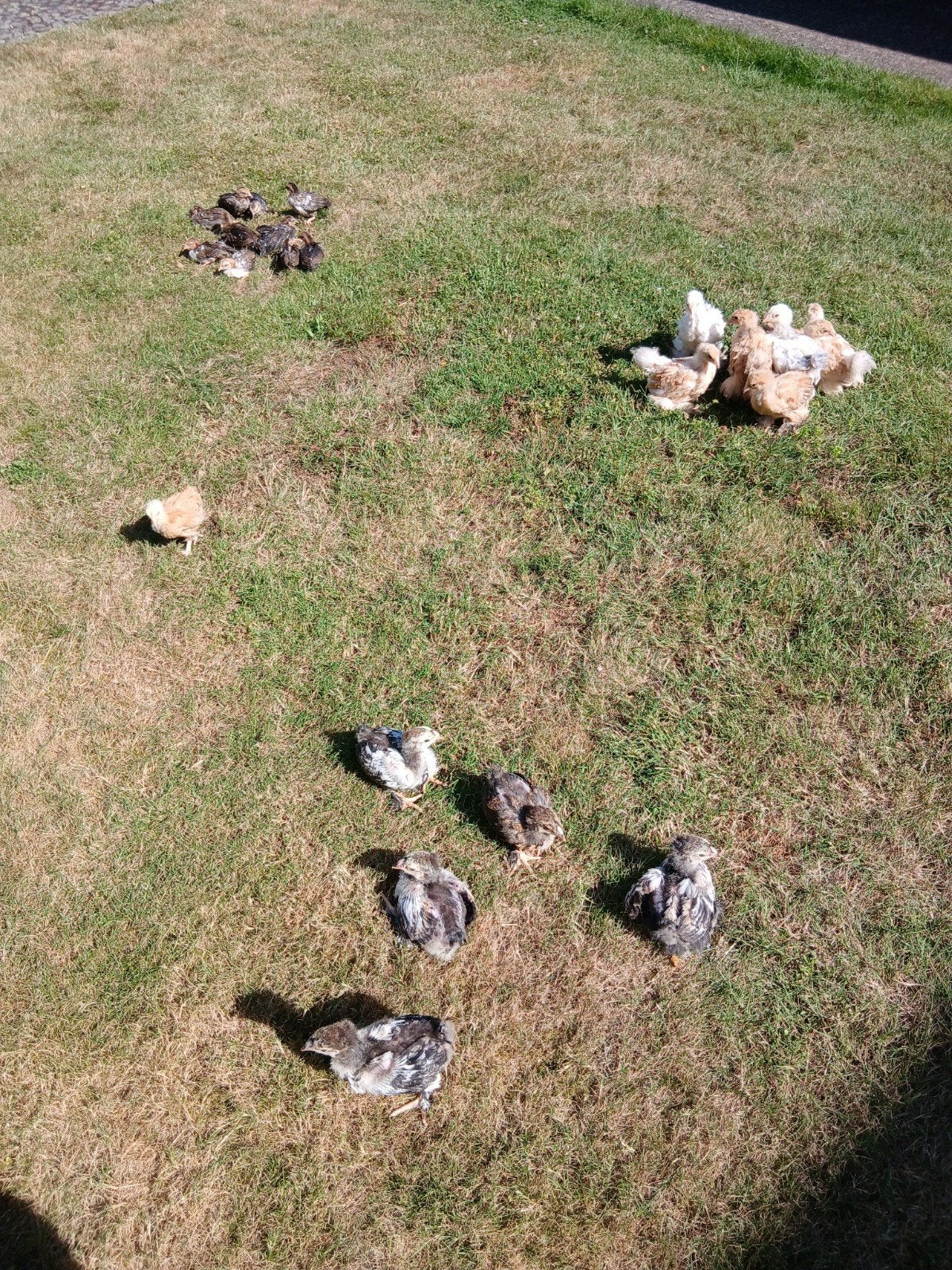 Kuikens geboren op 15/06, Animaux & Accessoires, Volatiles, Poule ou poulet