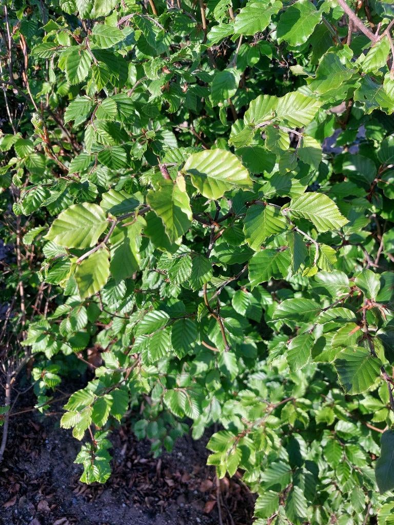 Groene beuk (fagus sylvatica), Tuin en Terras, Ophalen, Beukenhaag, Haag, 100 tot 250 cm