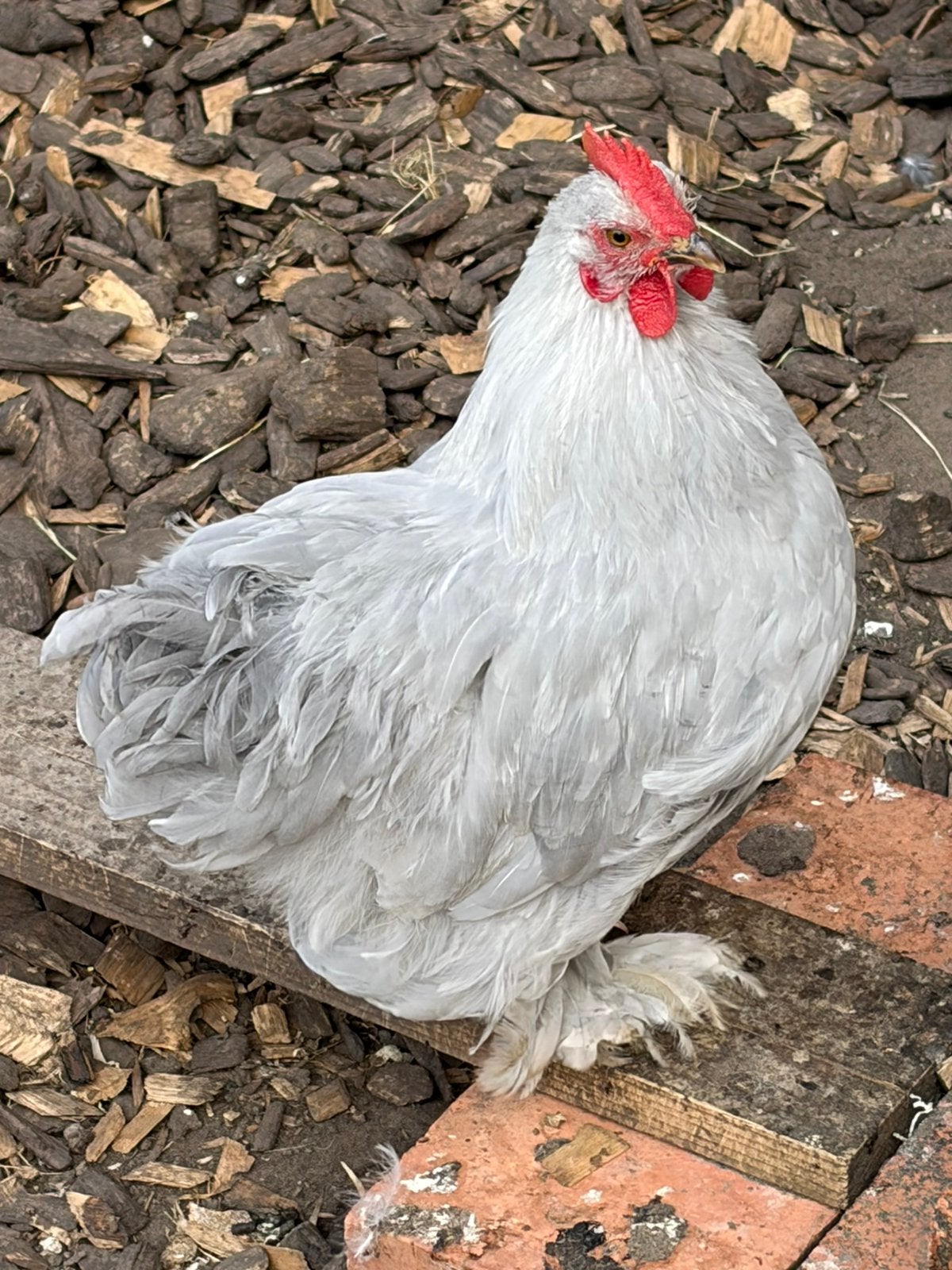 Hanen zuiver Cochin parelgrijs, Dieren en Toebehoren, Kip