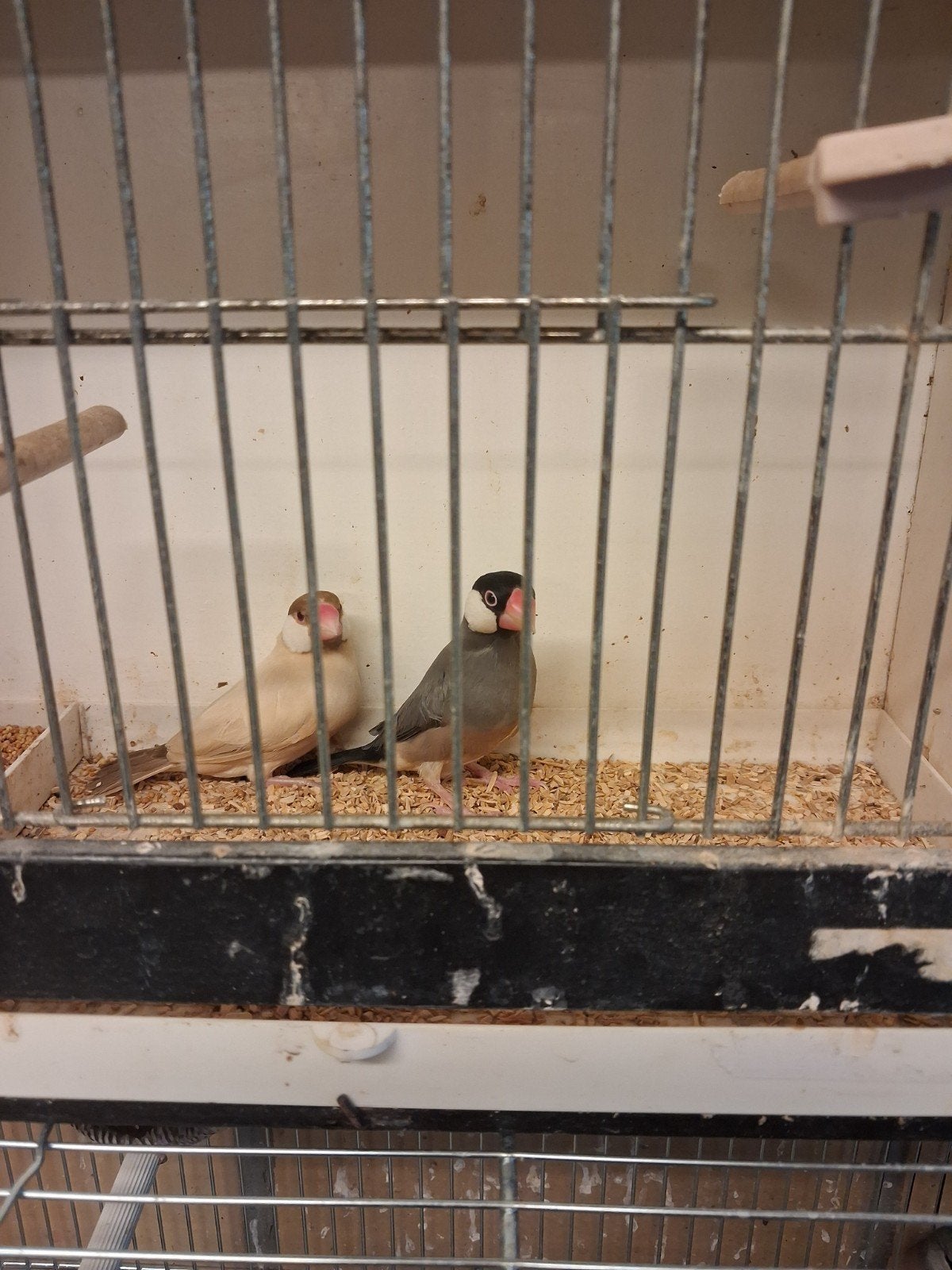Koppel rijstvogels, Animaux & Accessoires, Plusieurs animaux, Oiseau tropical