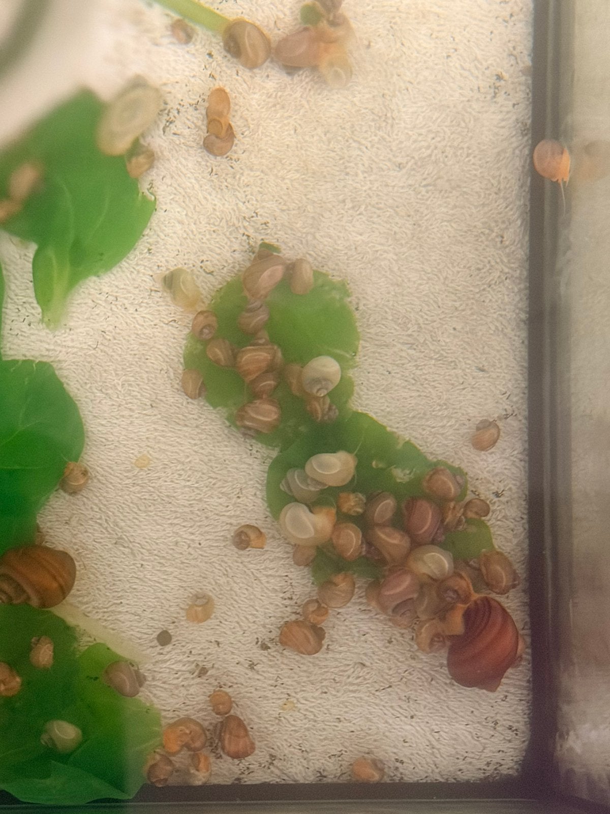 Livraison d'escargots Apple disponible, Escargot ou Mollusque, Poisson d'eau douce, Banc de poissons