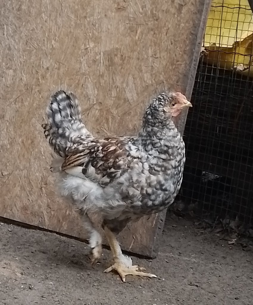 Koppel haan  hen, Poule ou poulet