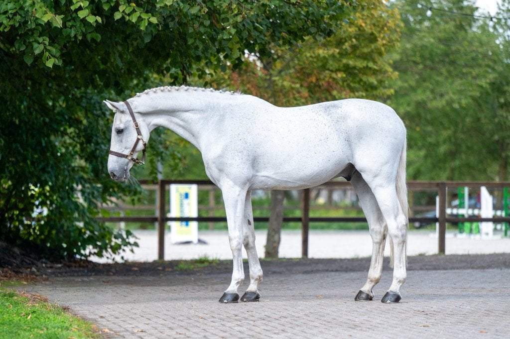 Ervaren ruin Maserati Quality  |ESHA ELITE veiling 2-5/10/26, Dieren en Toebehoren, Springpaard, Ruin, M, 170 tot 175 cm