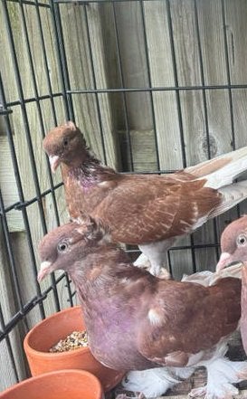 Takla duiven, Dieren en Toebehoren, Vogels | Duiven, Meerdere dieren