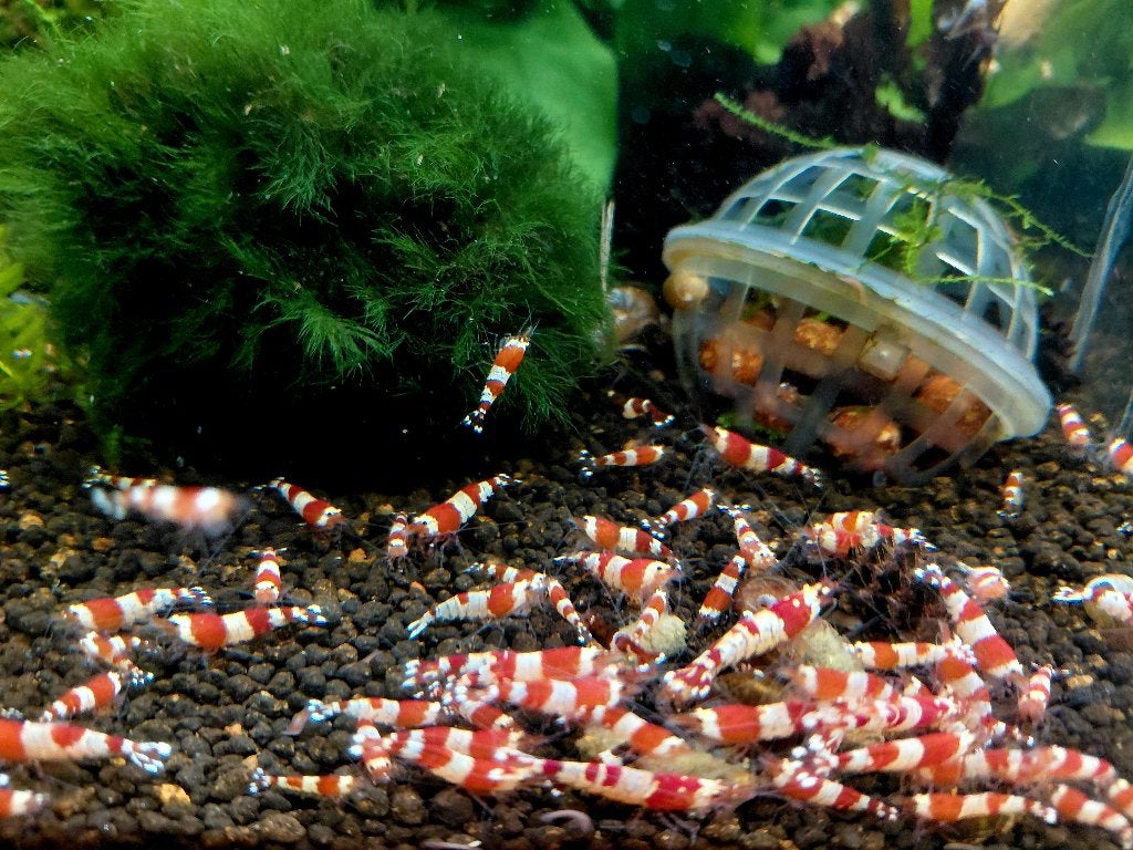 Crystal red (caridina) garnalen, Dieren en Toebehoren