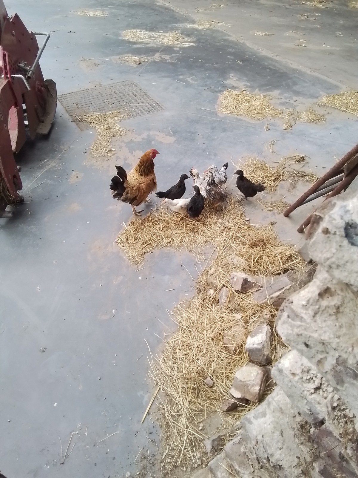 Poulet aux poussins, Animaux & Accessoires, Volatiles