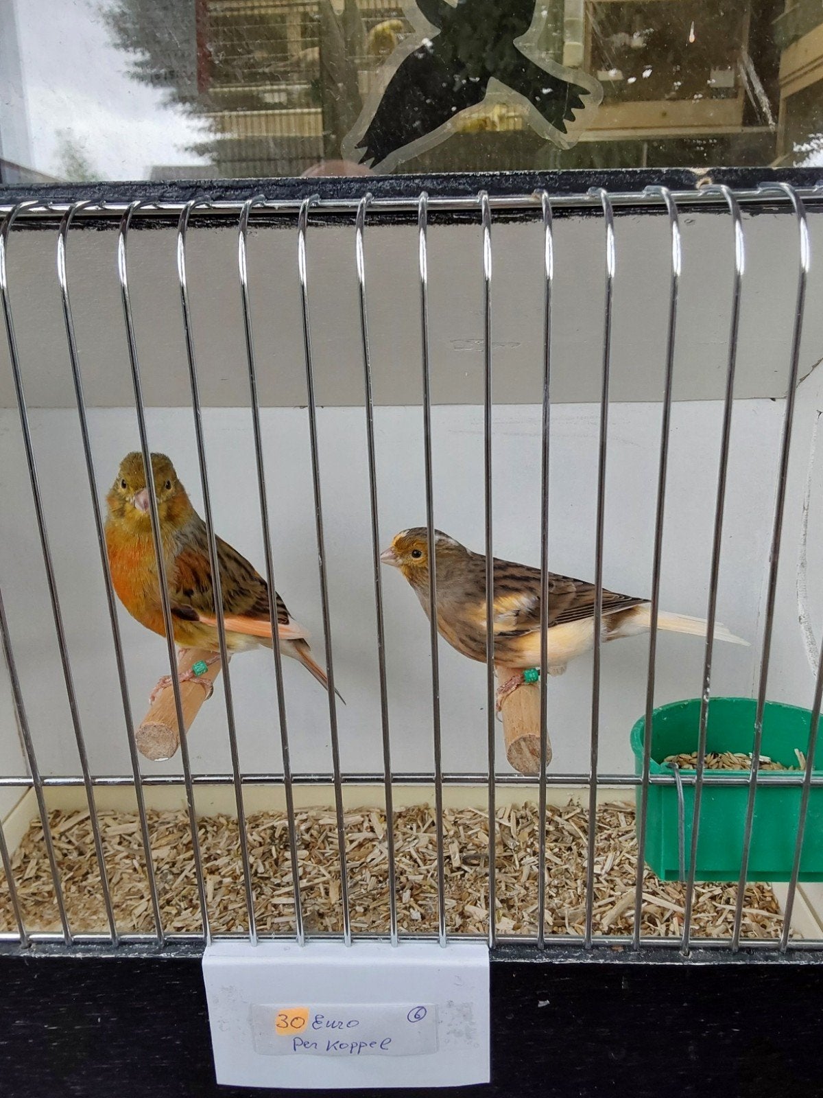 Kanaries, Dieren en Toebehoren