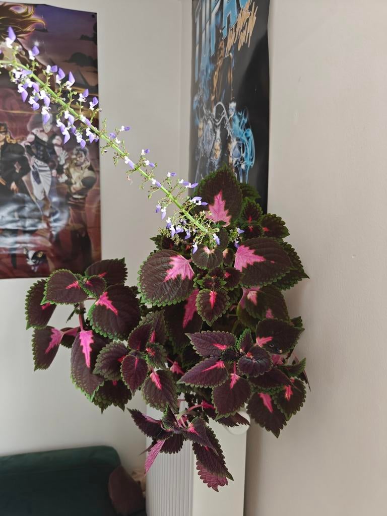 Coleus/Siernetel - Stekjes, Autres espèces, Plante à fleurs, Moins de 100 cm, Enlèvement