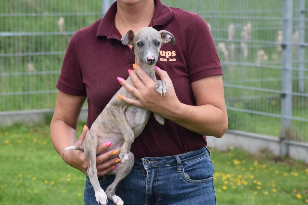 Les parents des chiots Whippet sont présents, Lévrier whippet, Chien (mâle), Belgique, Plusieurs