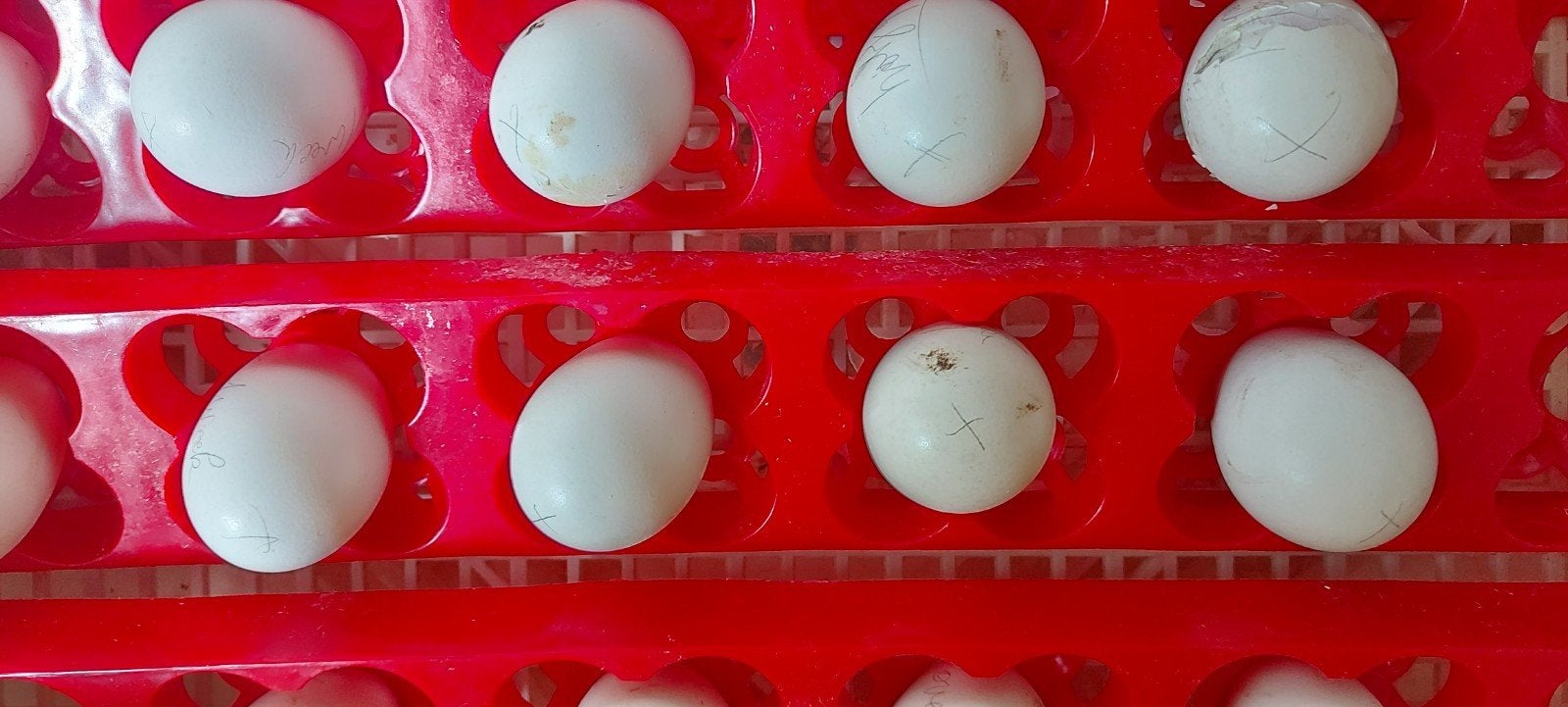Poussins printaniers Wyandotte, Enlèvement