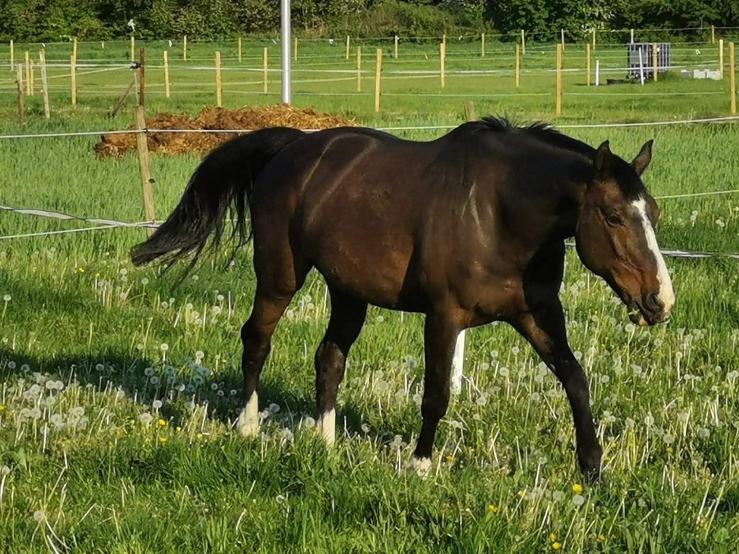 Merrie gezelschapspaard, Animaux & Accessoires, Chevaux, Jument, Cheval de récréation