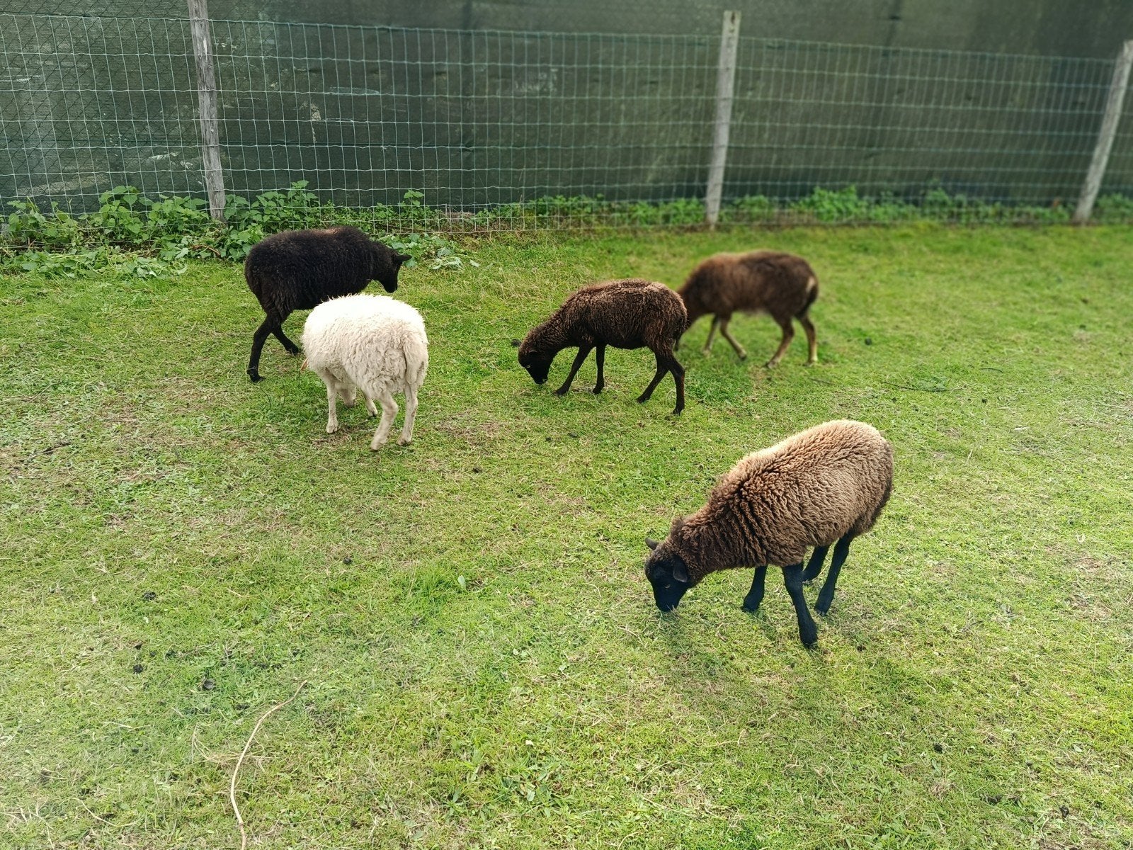 ouessant kudde, echte kleintjes, Animaux & Accessoires