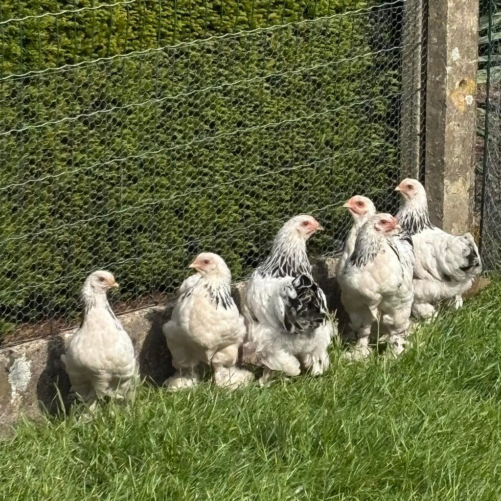 Diverse brahma krielen, Vrouwelijk, Kip