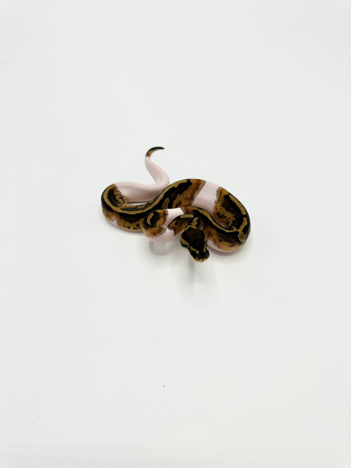 Diverse Python regius - koningspythons Ball Python - male for sale from MG