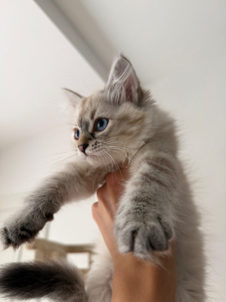 Siberische kitten (Neva masquerade hypoallergene), Chatte ou Chat, Avec pedigree, 0 à 2 ans