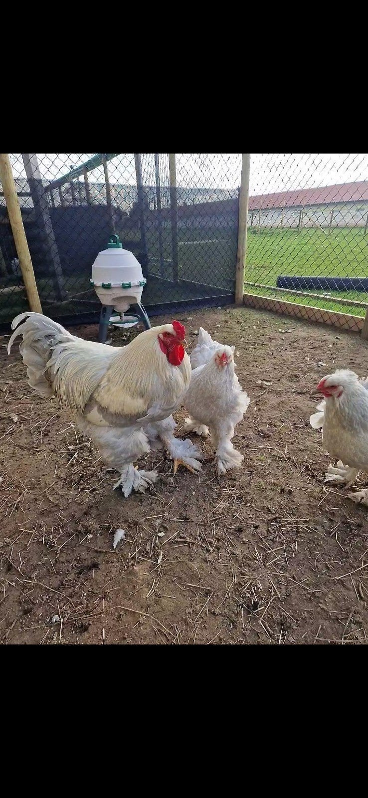Broedeieren Brahma Isabel, Dieren en Toebehoren, Pluimvee