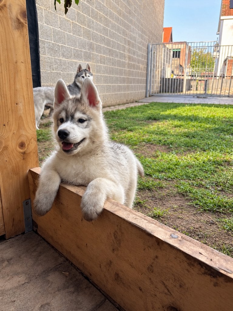Husky pups met FCI stamboom, Dieren en Toebehoren, België, Reu, 8 tot 15 weken, Poolhond