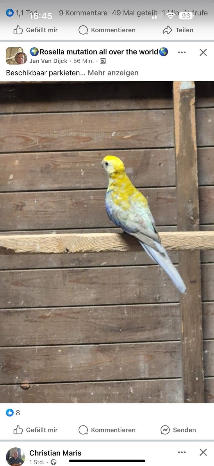Bleekkop rosella's