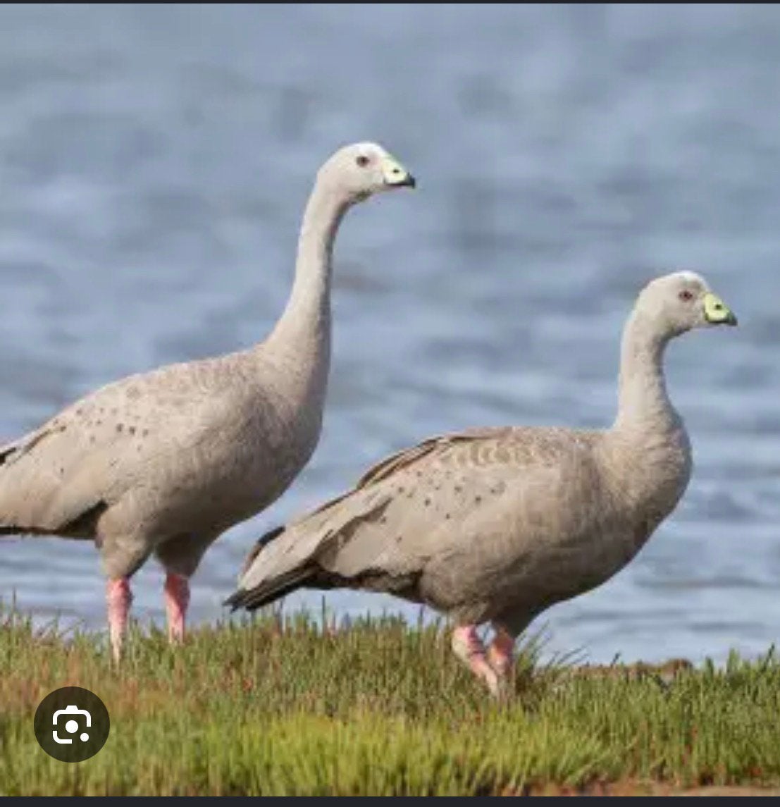 Gezocht: koppel hoenderganzen, Dieren en Toebehoren, Meerdere dieren, Gans of Zwaan