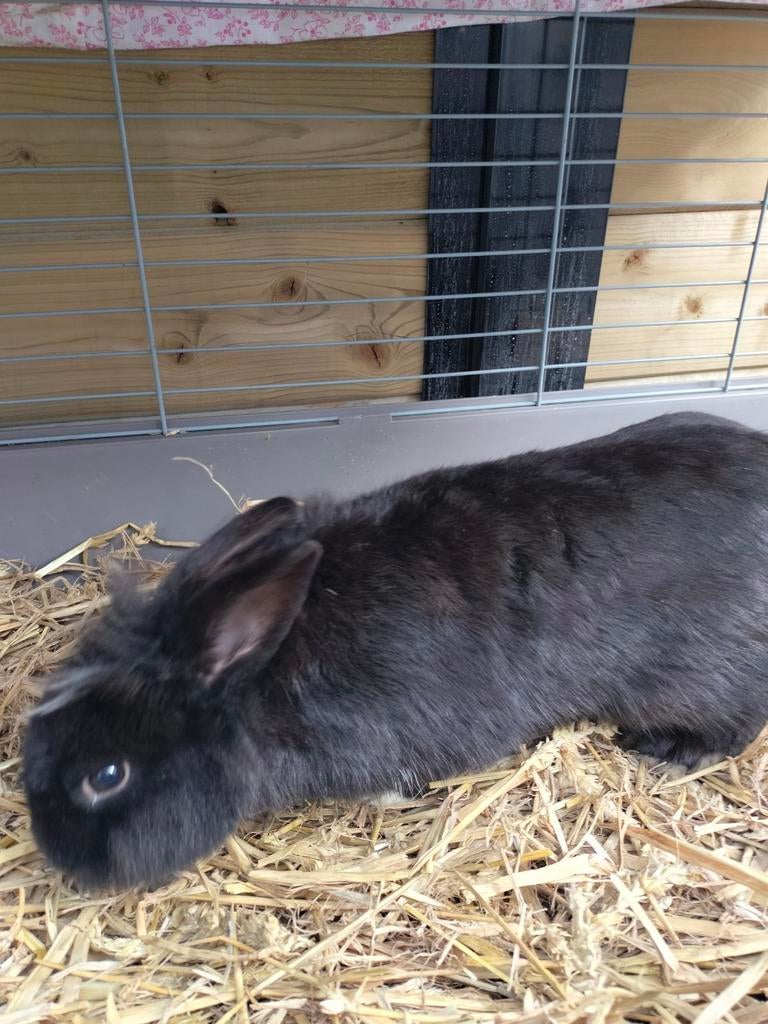 Dwergkonijntjes., Dieren en Toebehoren, Meerdere dieren, Dwerg, 0 tot 2 jaar