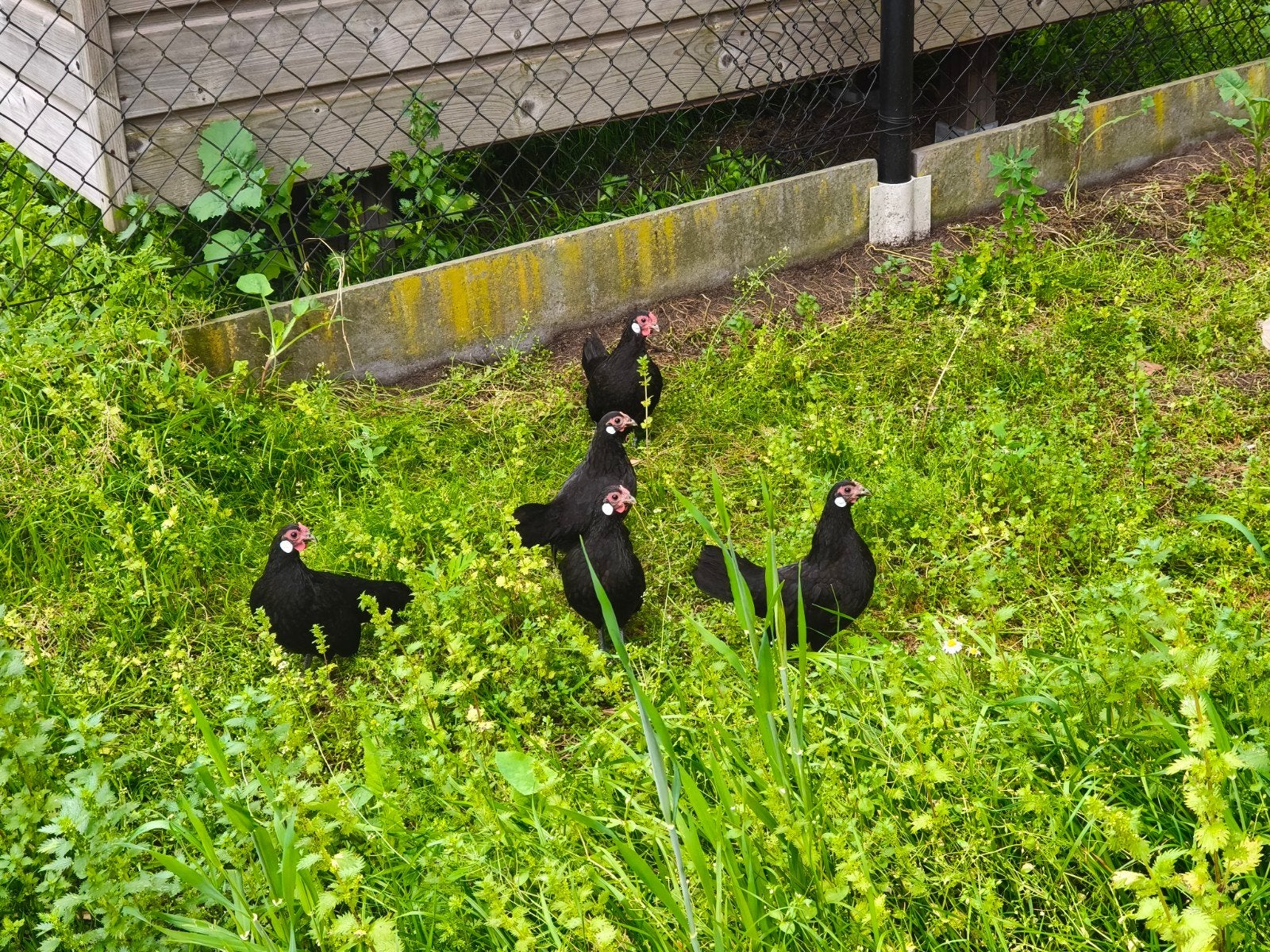 Différents trios de pommes de terre noires de Java., Plusieurs animaux, Poule ou poulet