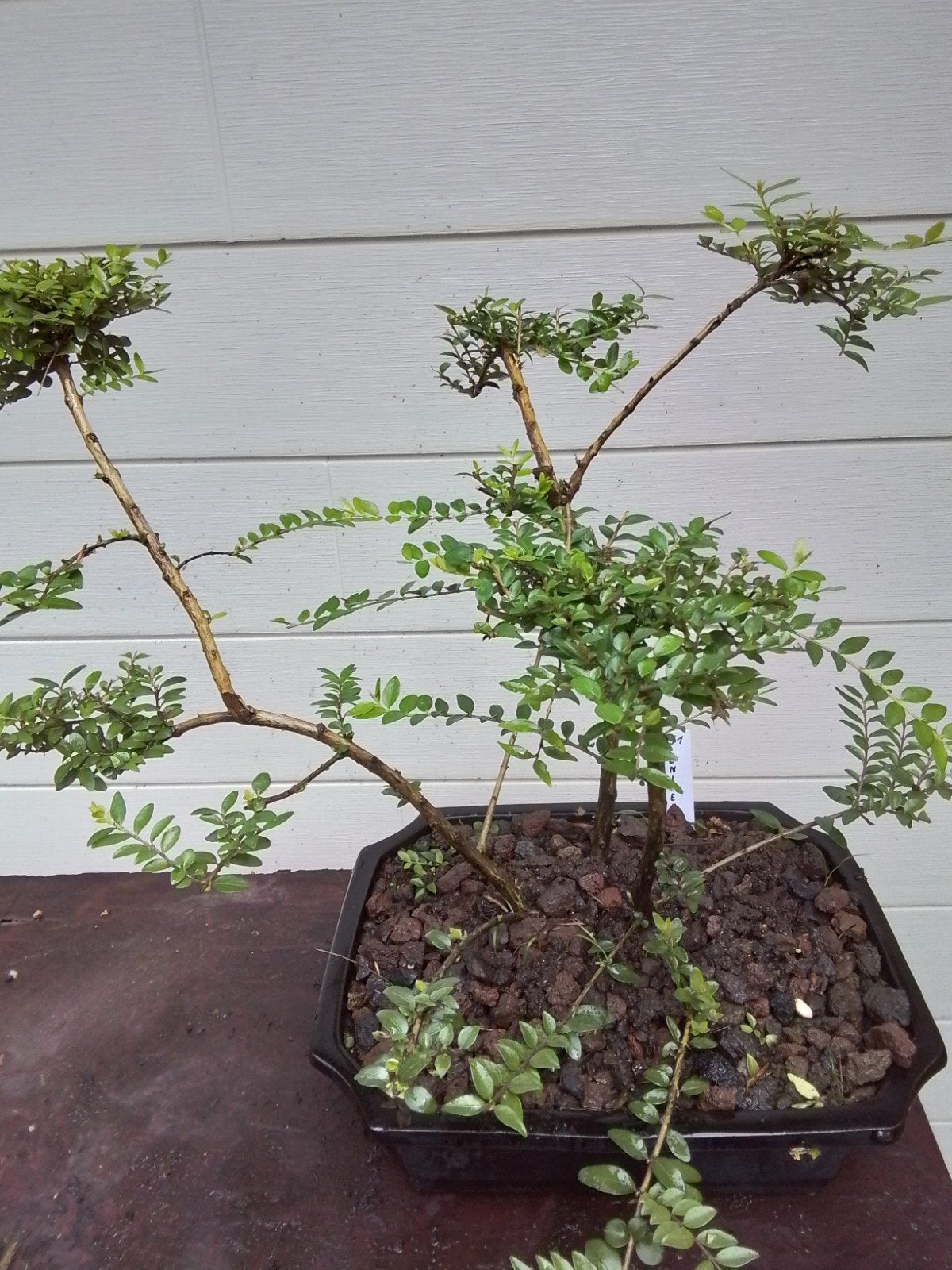 start bonsai lonicera, Jardin & Terrasse, Enlèvement