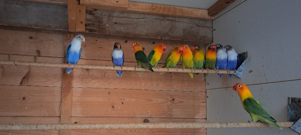 Dwergpapegaai . Fischeri  PARKIET, Dieren en Toebehoren, Meerdere dieren, Dwergpapegaai of Agapornis, Geringd