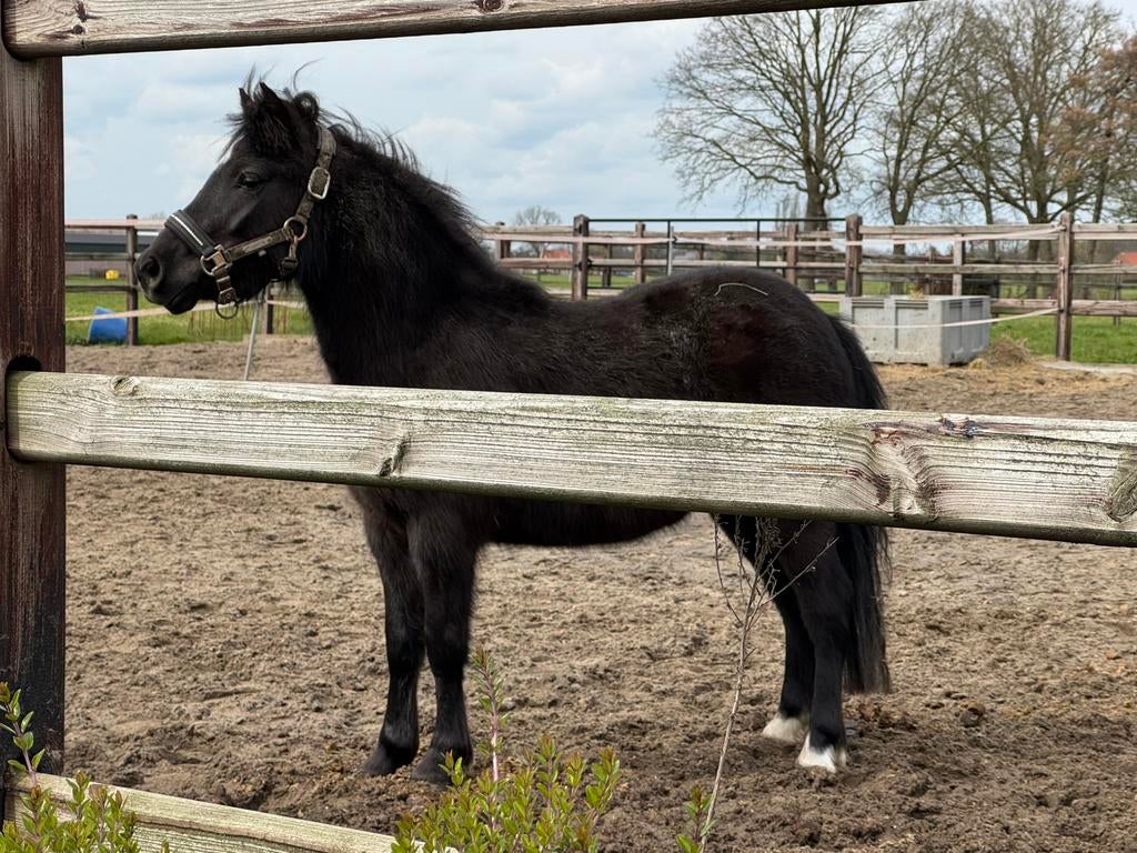 Super lieve 3 jarige ruin, Dieren en Toebehoren, Ruin, B, Gechipt, 3 tot 6 jaar