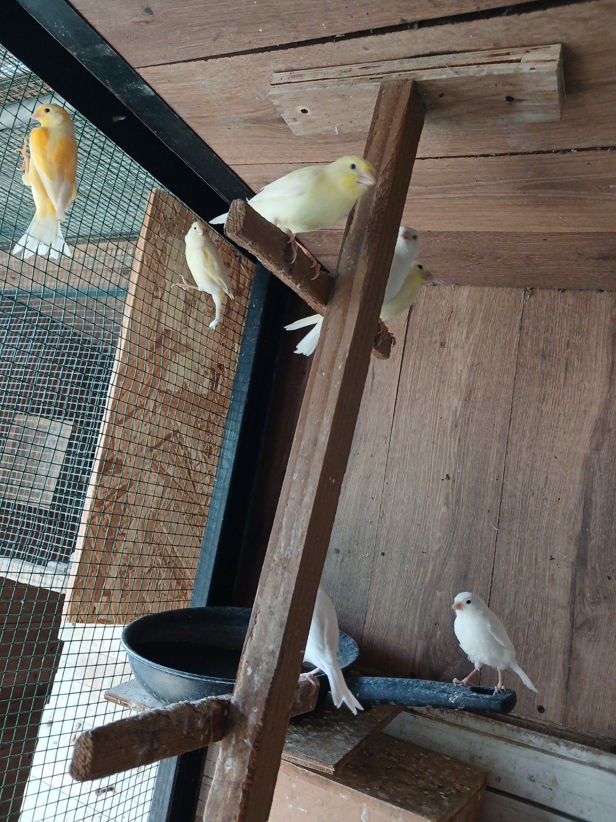 Kanaries, Dieren en Toebehoren