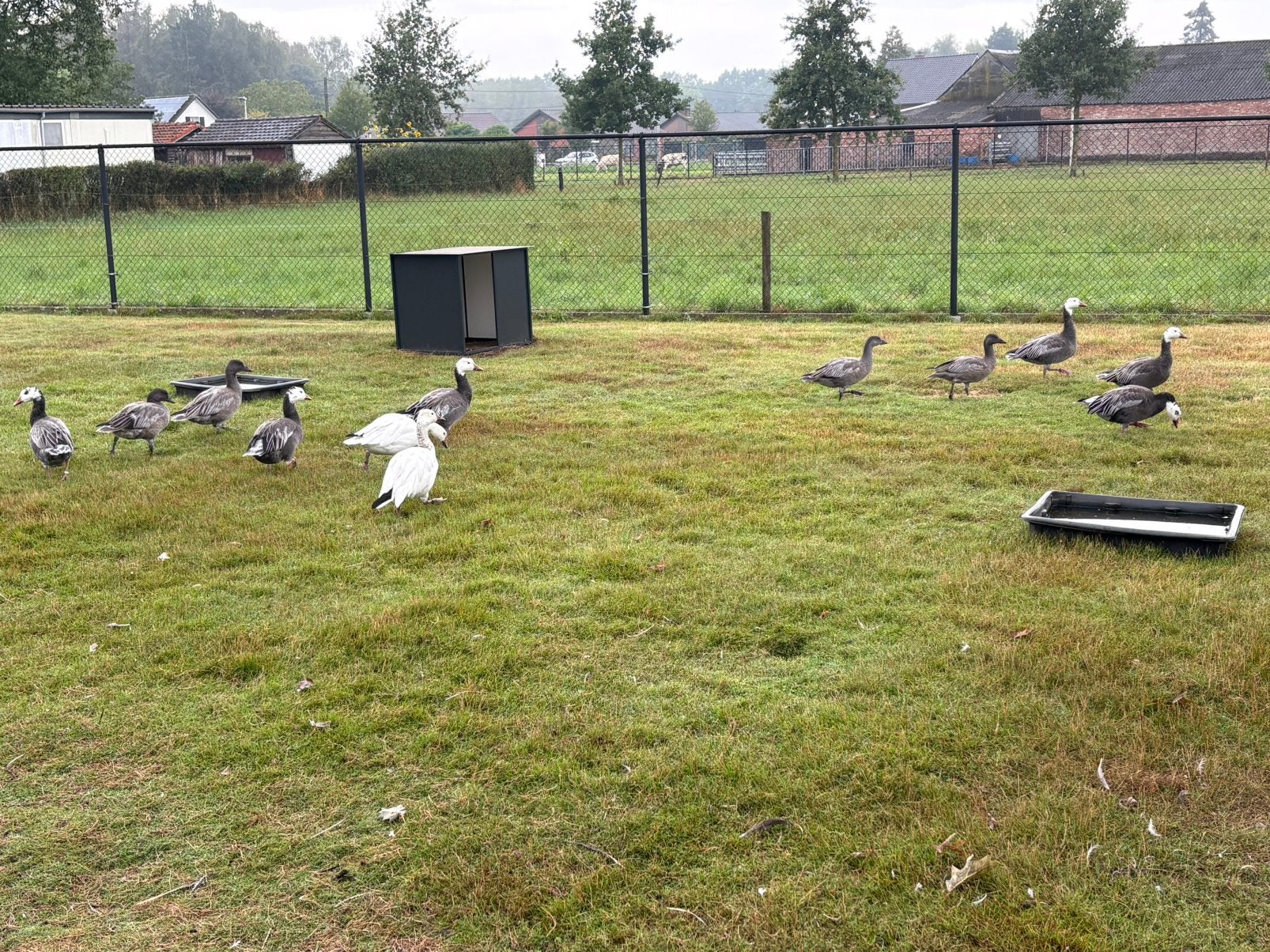 Blauwe sneeuwganzen, Animaux & Accessoires, Volatiles, Plusieurs animaux, Oie ou Cygne