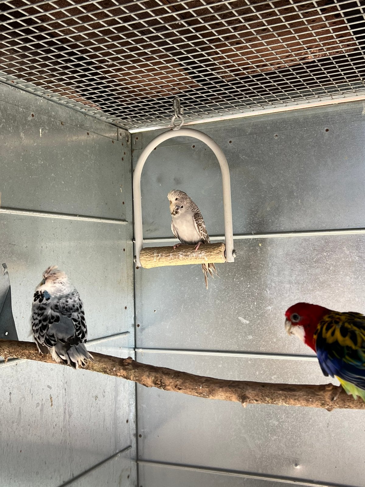 Perruche anglaise, Animaux & Accessoires, Mâle, Perruche