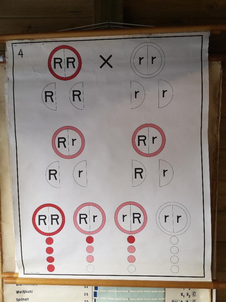schoolkart,basisprincipes erfelykheidsleens genetica, Ophalen of Verzenden, Natuur en Biologie