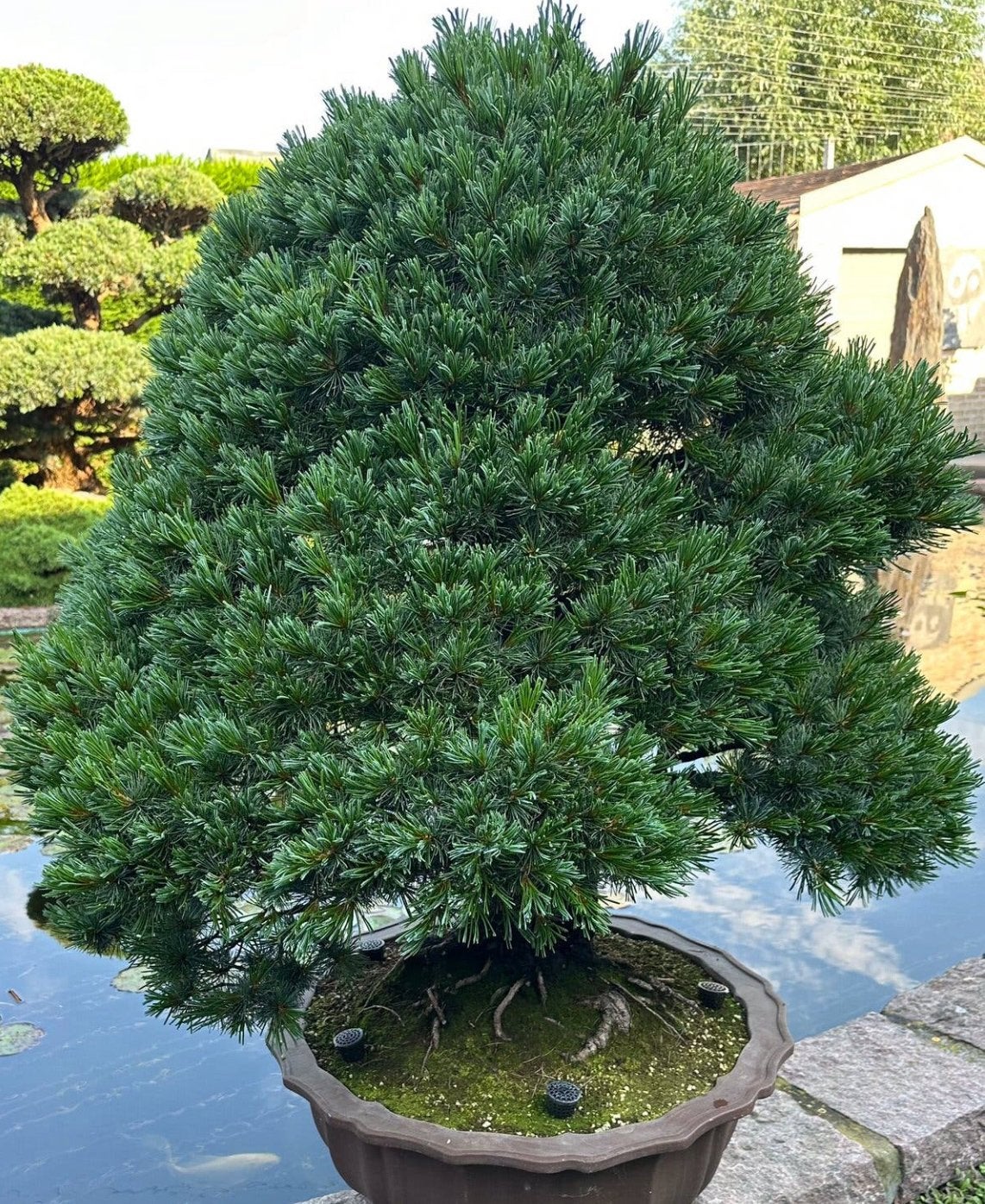 Bonsai Pinus paviflora, Jardin & Terrasse, Enlèvement