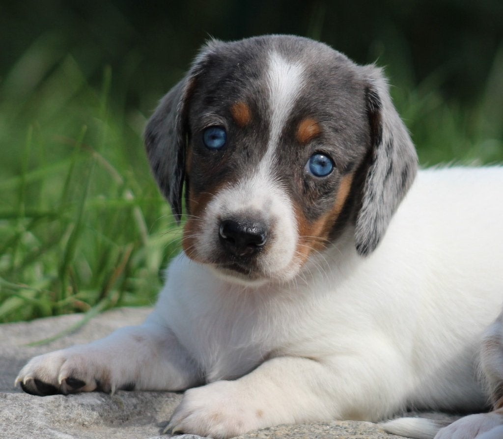 Teckel pups Piedbald, Dieren en Toebehoren, Honden | Teckels en Dashonden, België, CDV (hondenziekte), 8 tot 15 weken, Korthaar