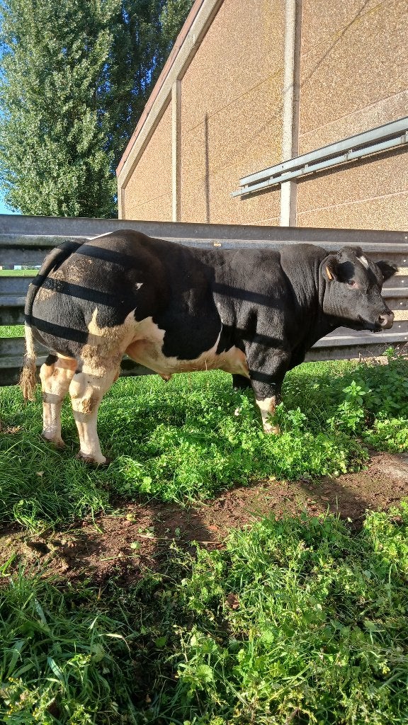 dekstieren, Animaux & Accessoires, Mâle, 0 à 2 ans