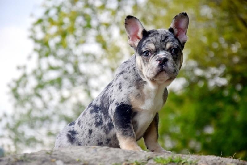 Prachtige Blue Merle Tan Franse Bulldog pup, Parvo, België, Reu, 8 tot 15 weken