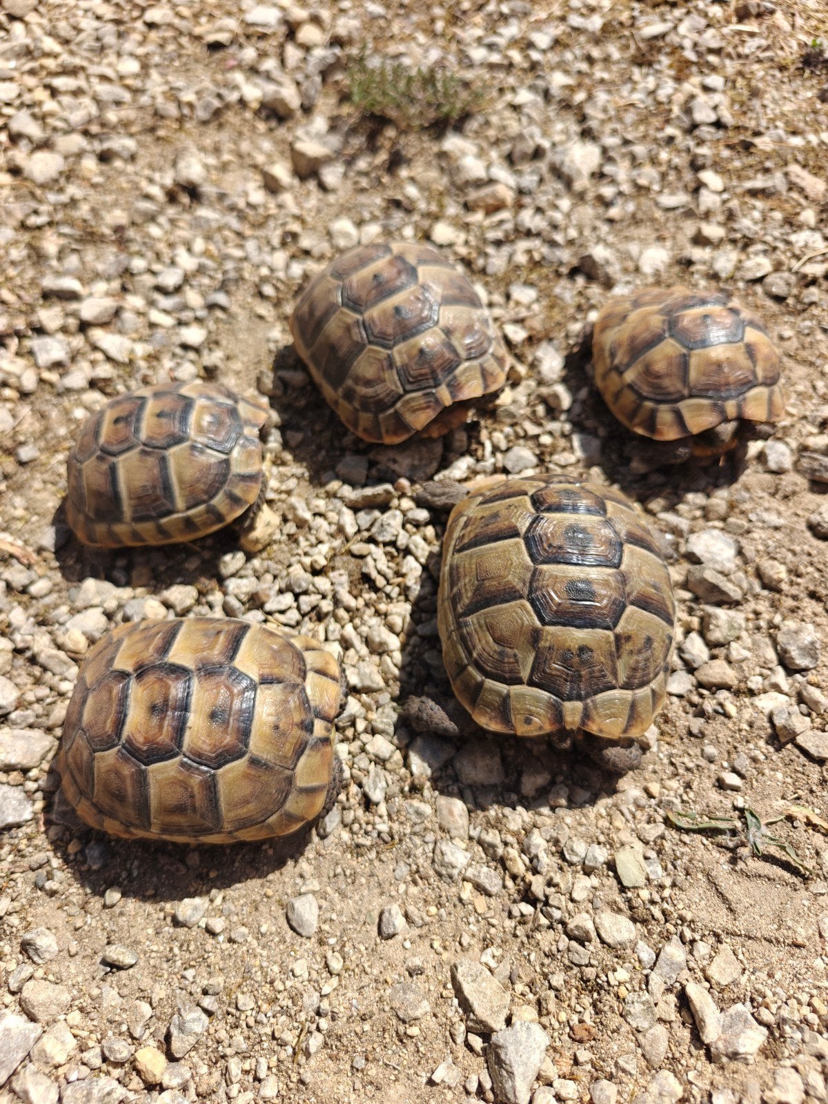 Testudo graeca ibera (Moorse landschildpadden)