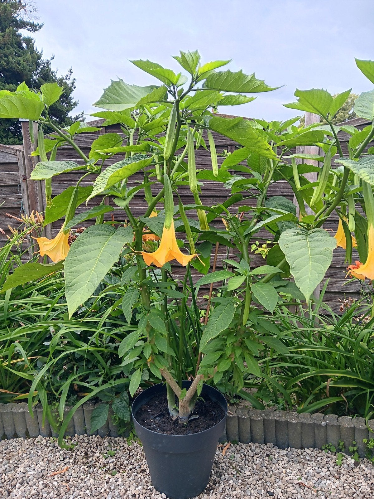 4 brugmansia trompetplanten, Enlèvement