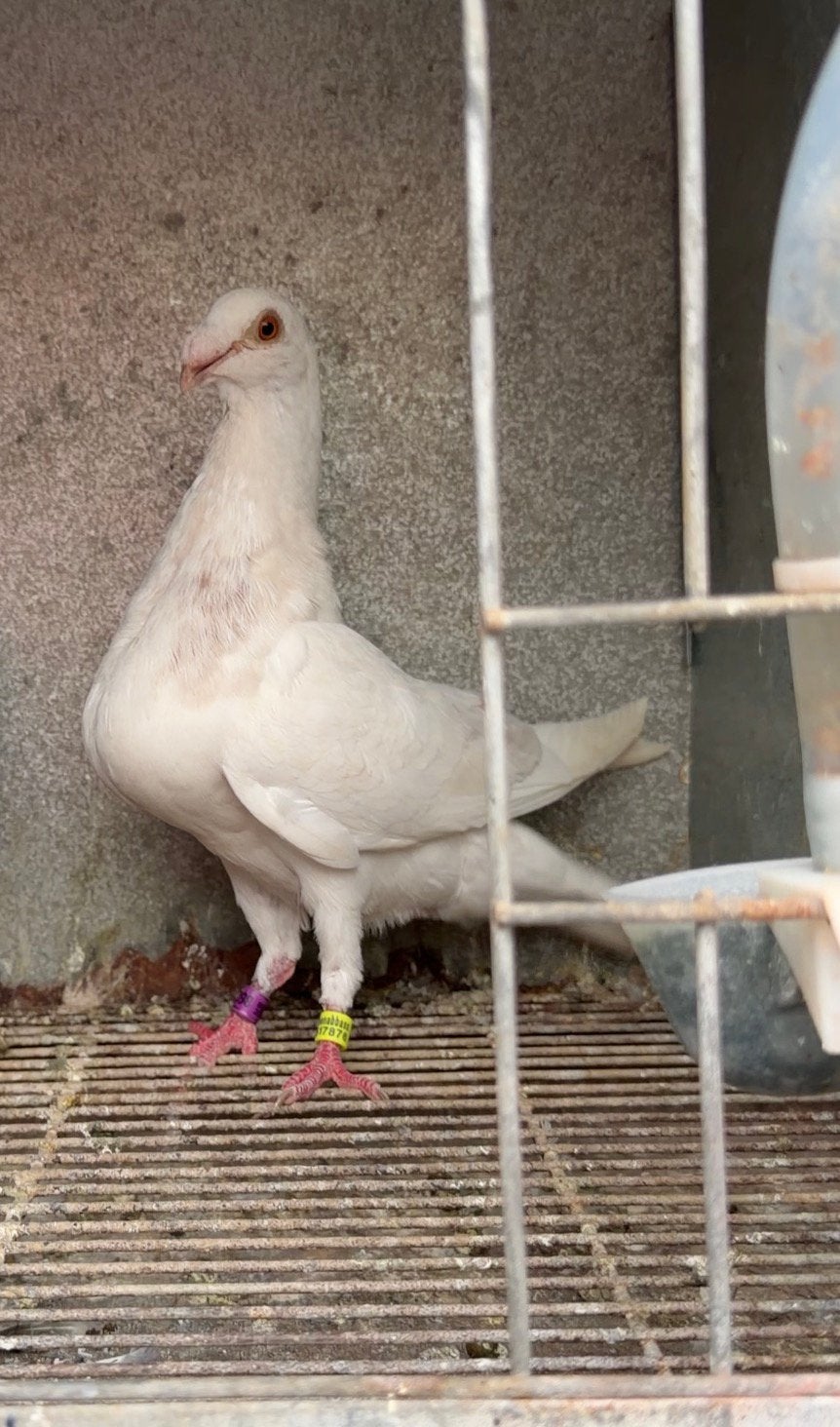 À vendre Jiennense, Animaux & Accessoires, Femelle
