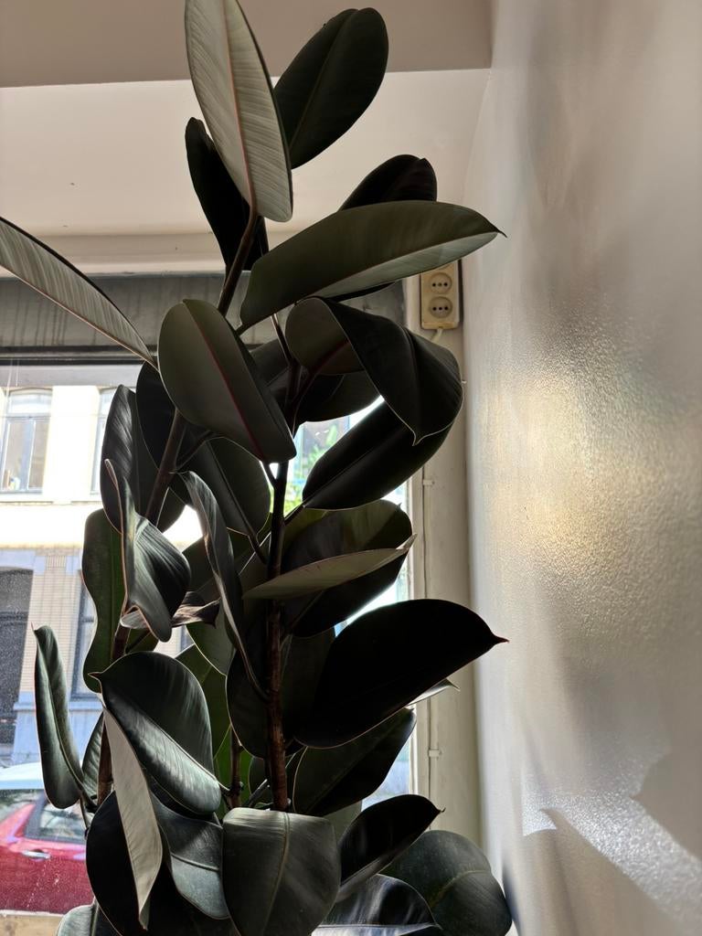 Mooie grote plant - Elastica Robusta  +-3m, Tuin en Terras, Planten | Tuinplanten, Ophalen
