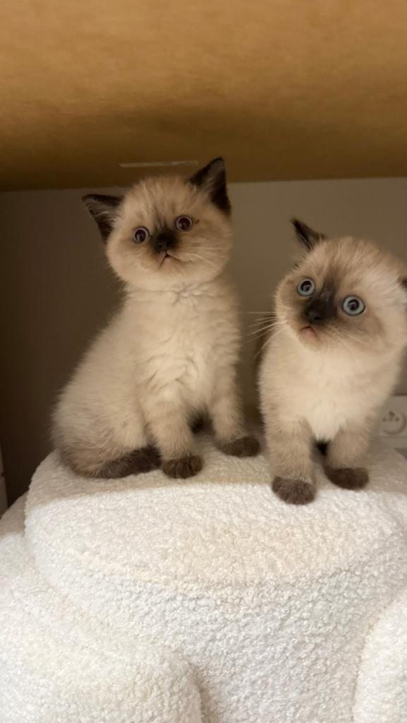 Chaton british/scottsih bleupoint, Chat, Avec pedigree, 0 à 2 ans