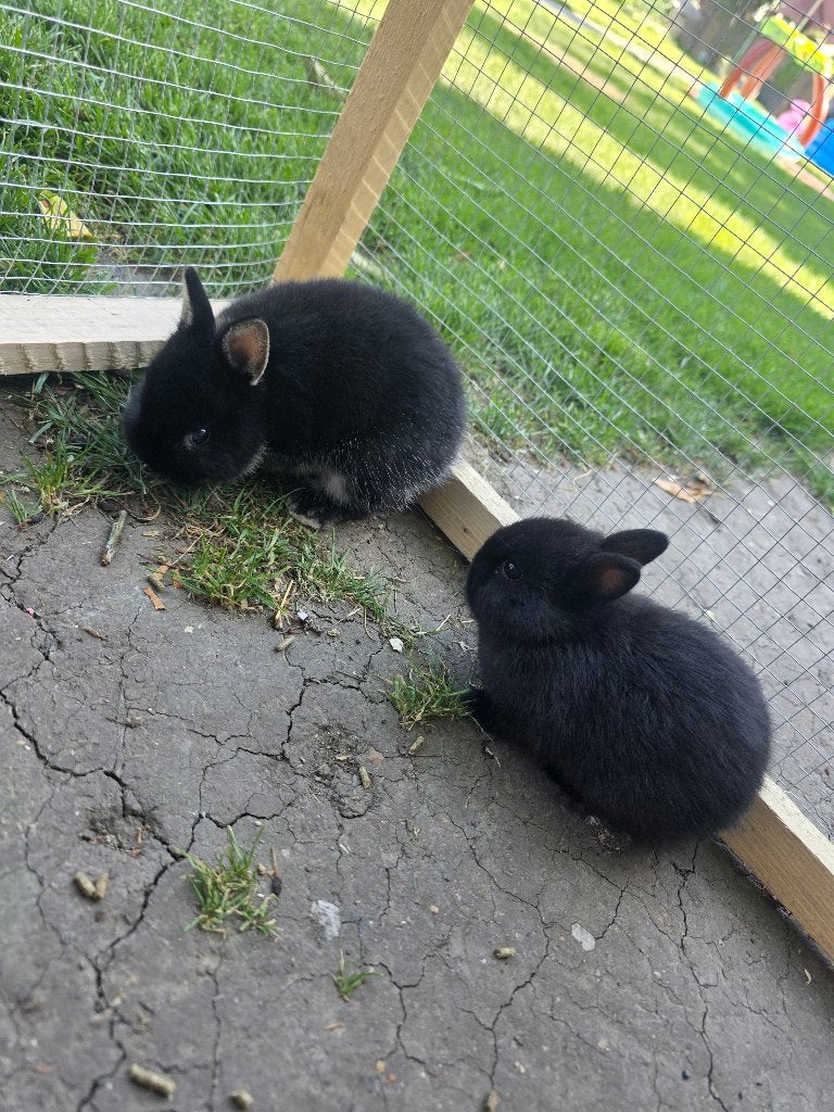 2 Lapin nain de 1 mois etemi  disp sur charleroi, Plusieurs animaux, Nain, 0 à 2 ans