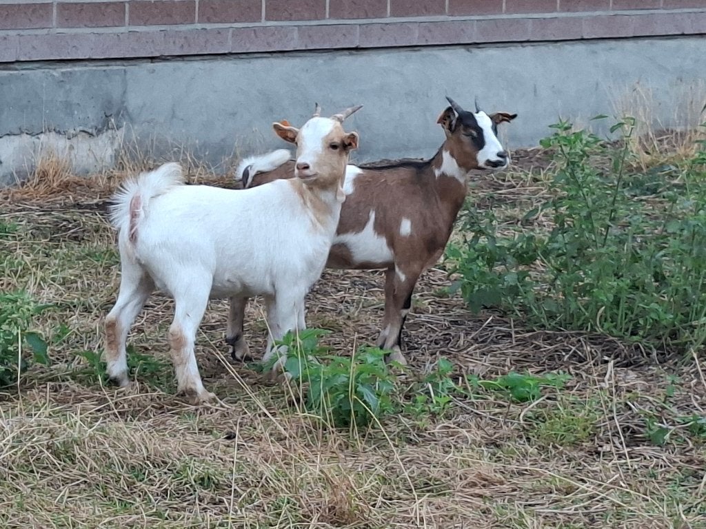 Twee mooie geitjes, Dieren en Toebehoren, Vrouwelijk, Geit, 0 tot 2 jaar