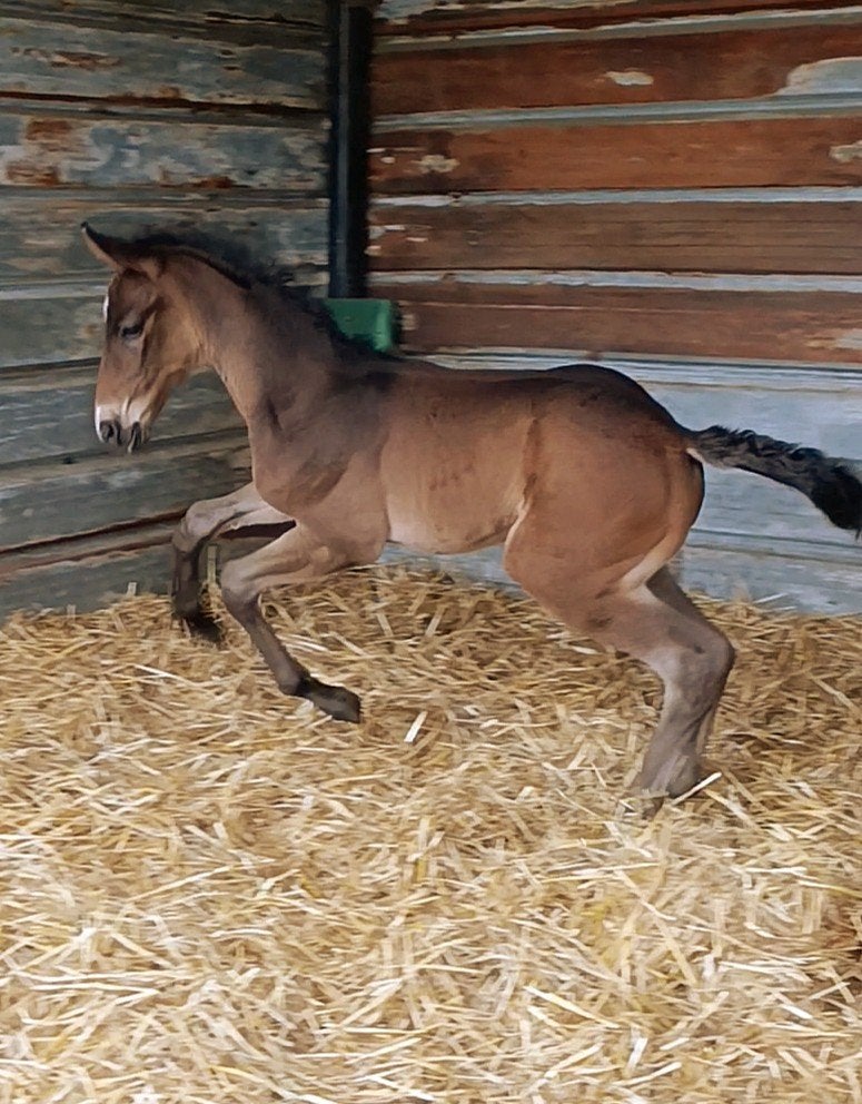 chique groot Zangersheide veulen, Dieren en Toebehoren, Paarden, Z