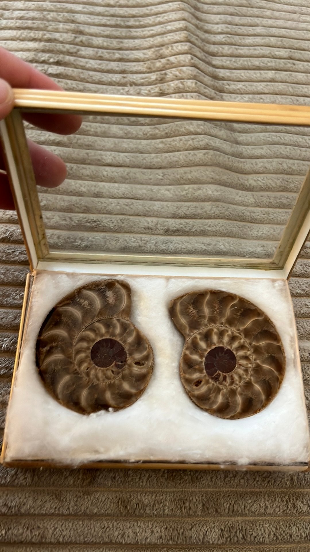 Ammoniet, Verzamelen, Ophalen