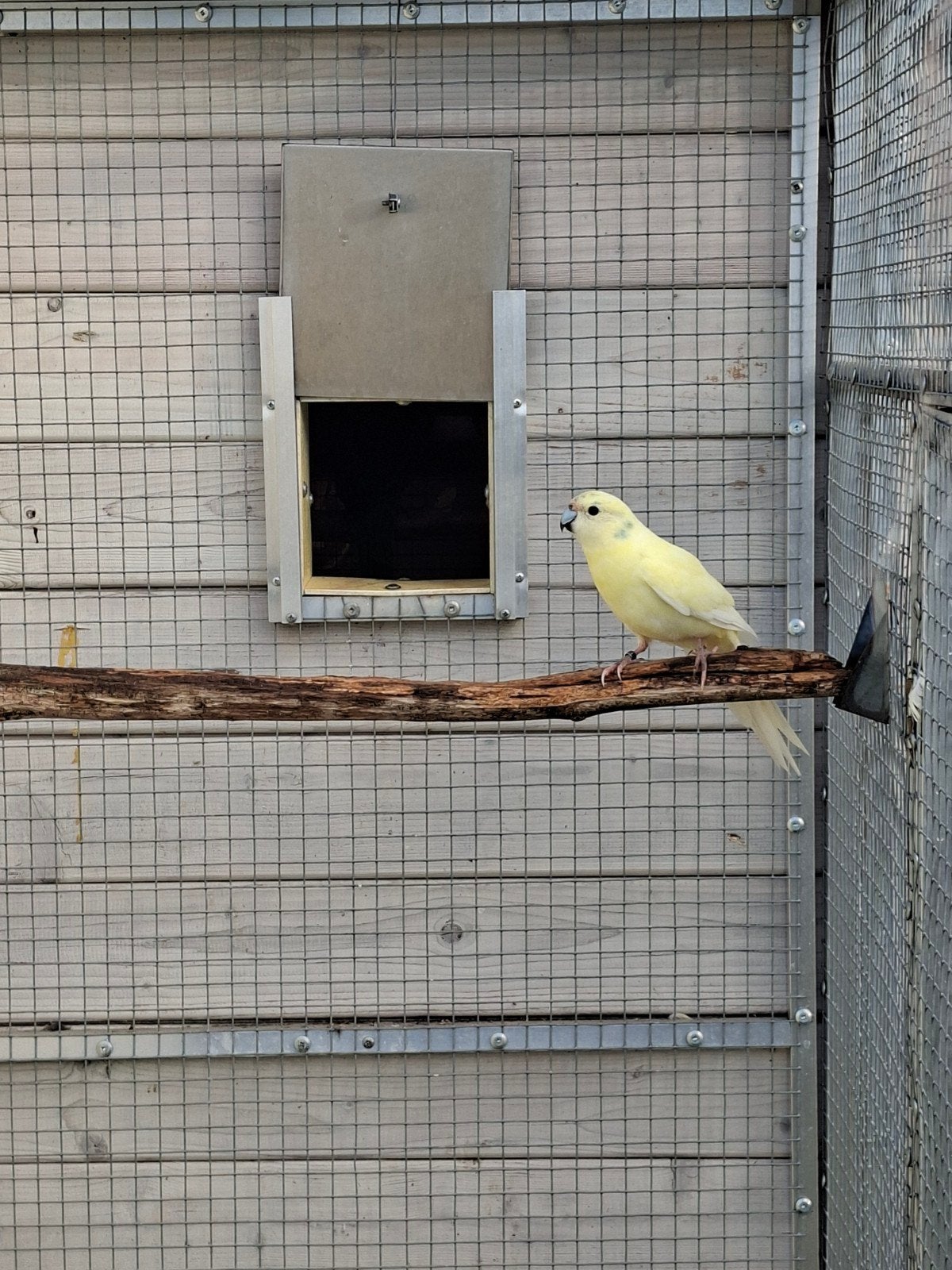 Kakarikis, Animaux & Accessoires
