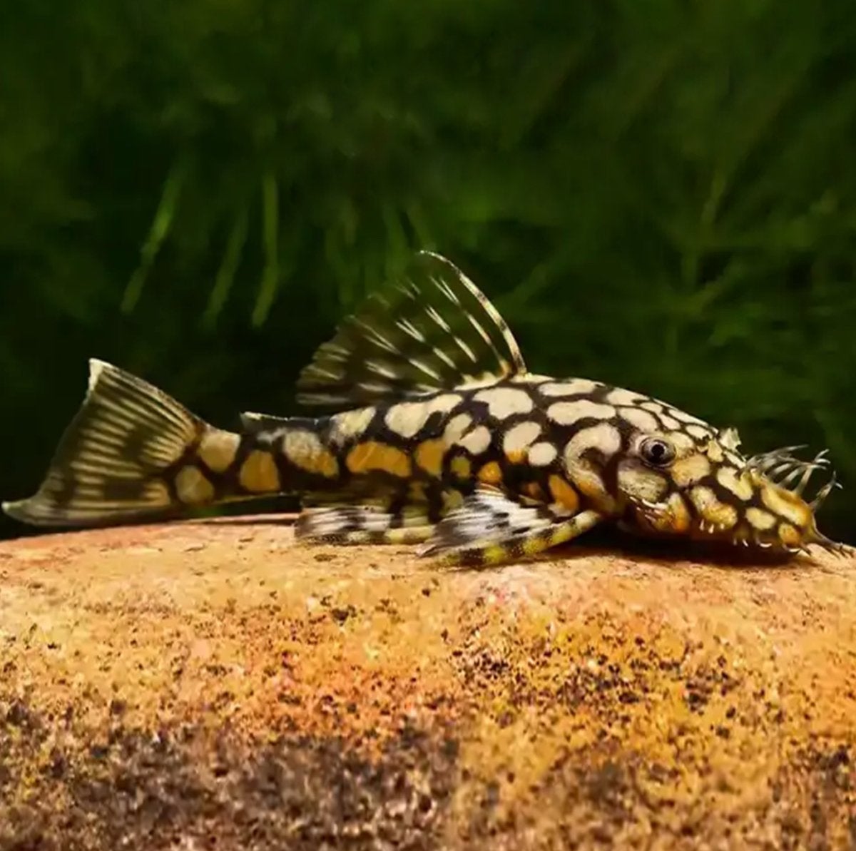 L519 Ancistrus jongen, Dieren en Toebehoren