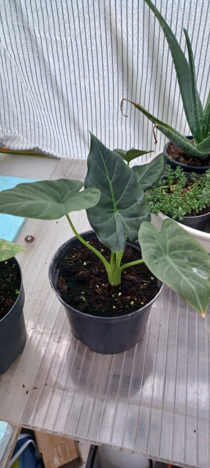 Alocasia, yucca, agave, Tuin en Terras, Ophalen