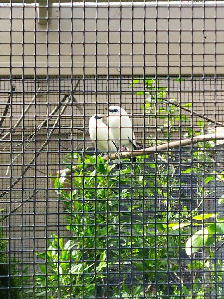 1-0 Balispreeuw, Animaux & Accessoires, Mâle, Oiseau tropical, Bagué
